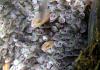 Glass Eels Glass Eel